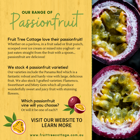 Passionfruit Information Image