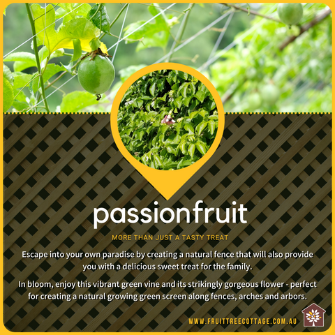 Passionfruit Information Image