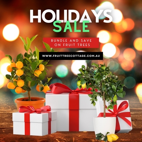 Christmas Holiday Sale for Fruit Tree Bundles