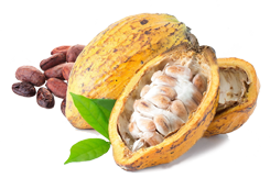 cocoa