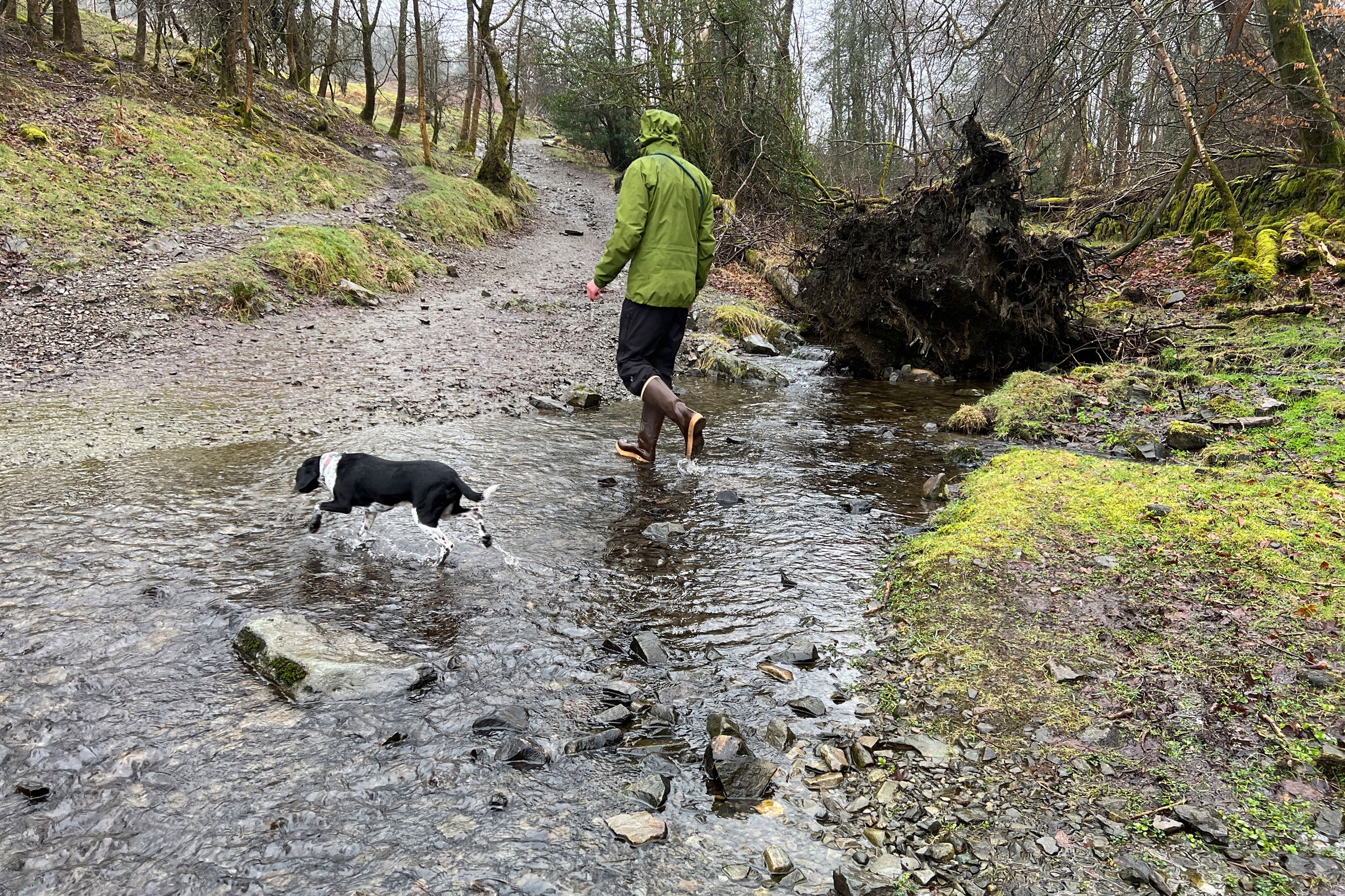 Scott walking through a flooded footpath in a Lake District woodland with his dog. Scott is wearing a green waterproof jacket with the hood up, a pair of black trousers and a pair of brown Xtratuf Legacy Boots