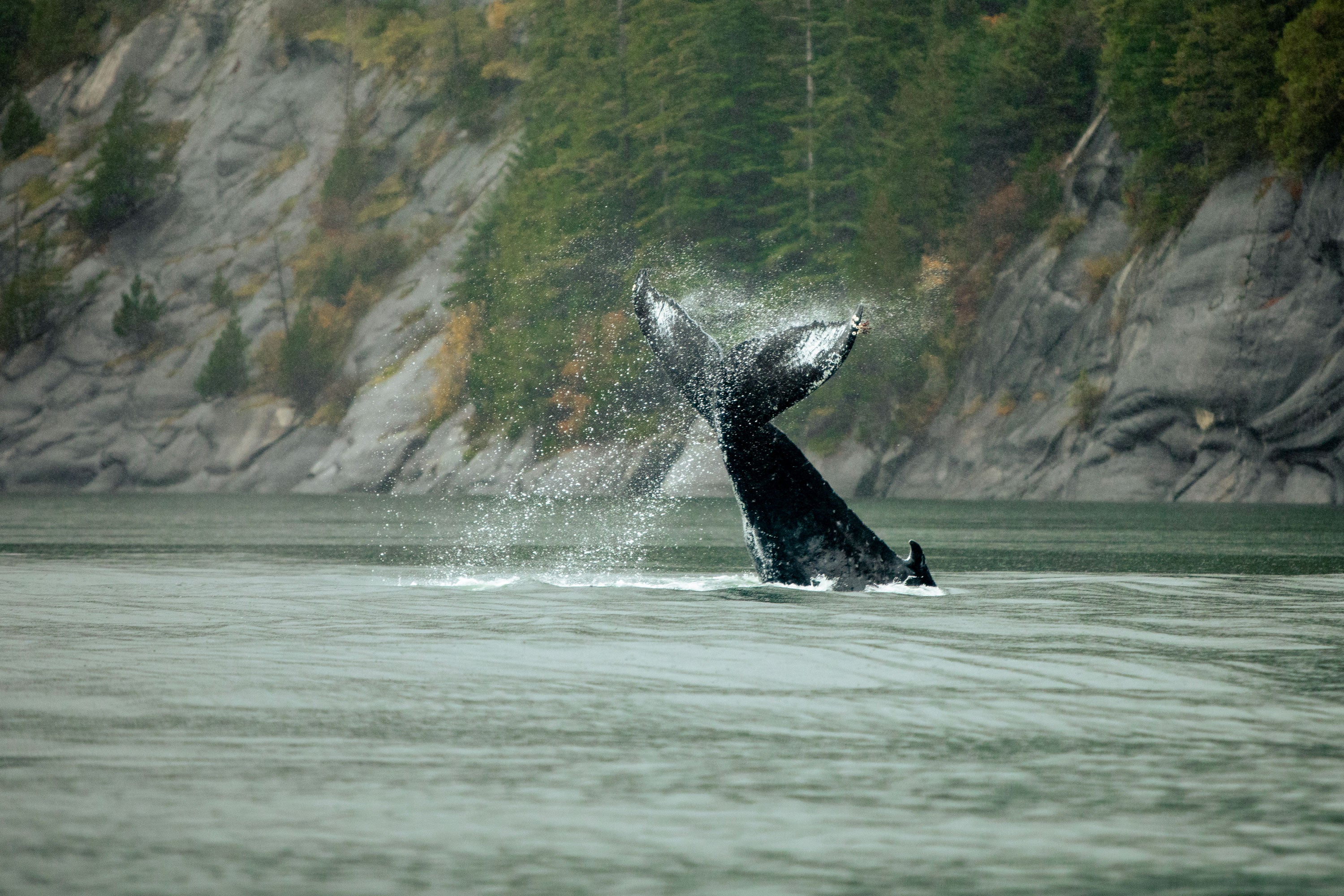 A humpback whale splashing its tailfin out of the water with a backdrop of mountainous terrain and pine trees