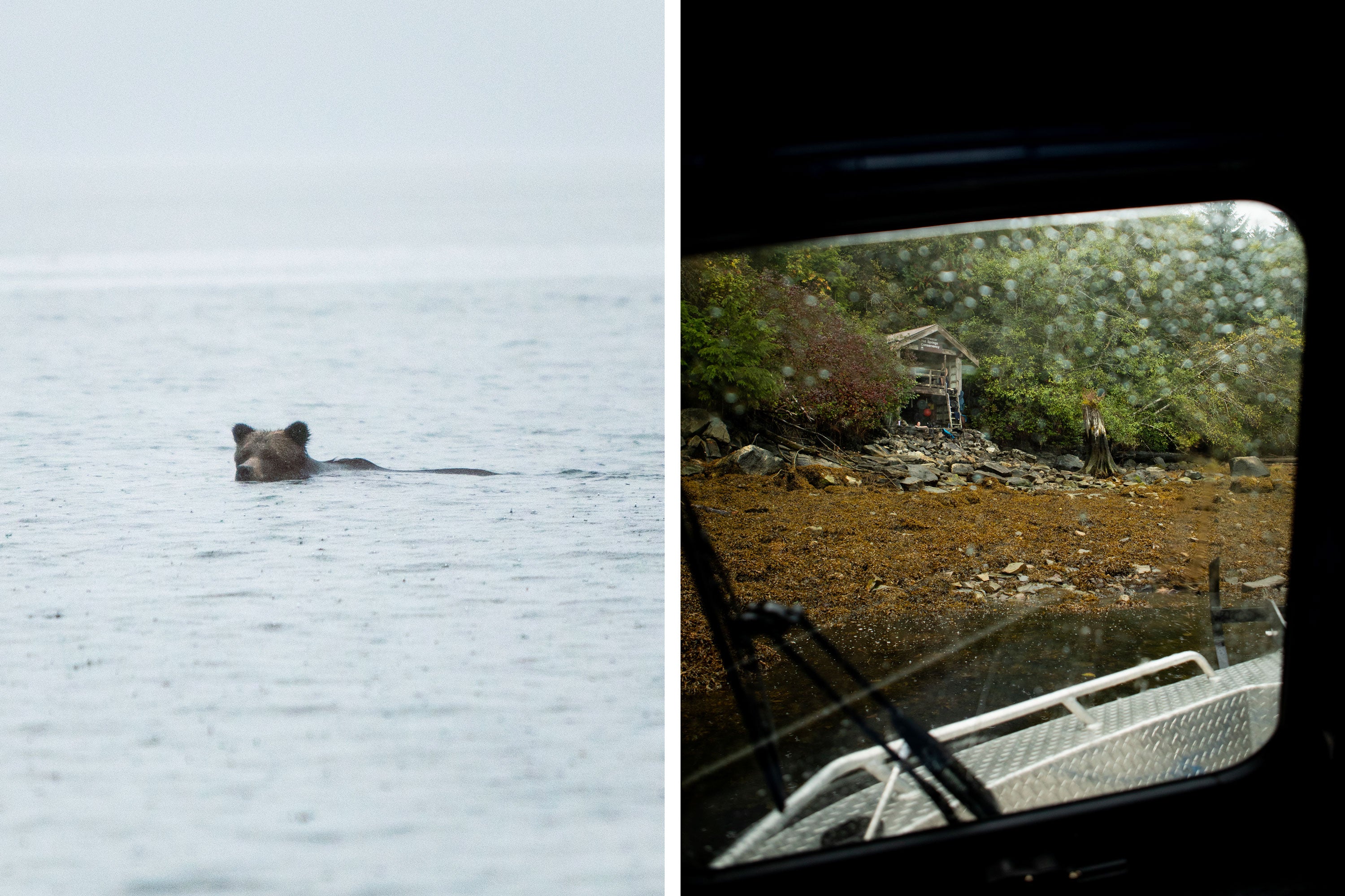 A Grizzly Bear swimming out at sea and a view from a boat window of a wooden cabin on a seaweed covered shore
