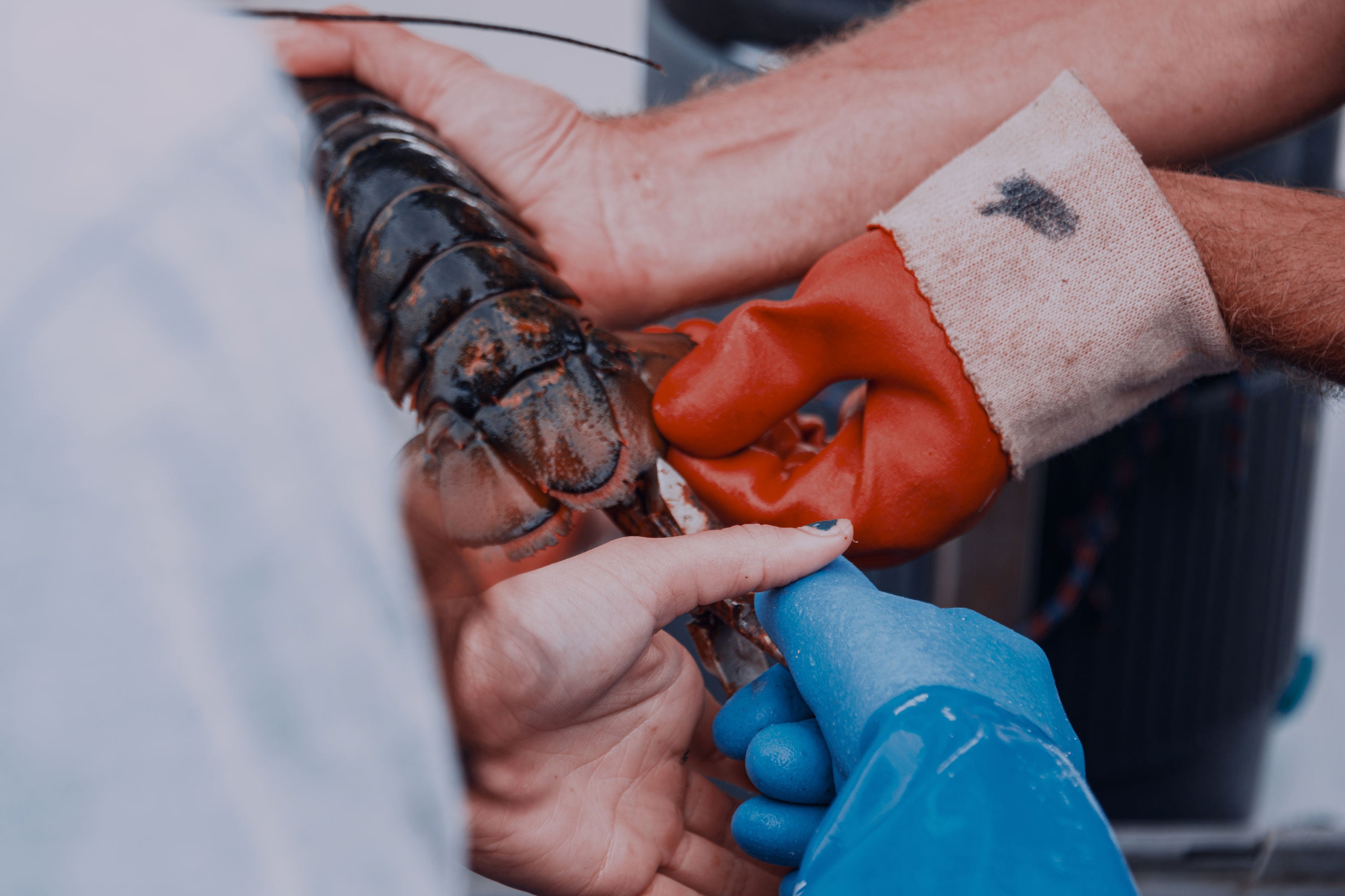 A blue gloved hand cutting a lobster with other hands with and without gloves on holding it steady