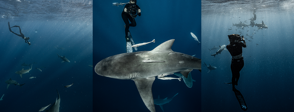 sea diver and sharks in the ocean