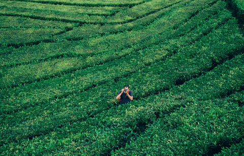 Matcha versus Coffee: Environmental considerations when choosing the perfect beverage. Field of tea growing in Australia