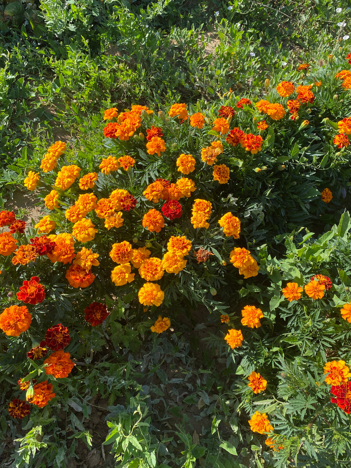 Flower - Marigold / French Brocade