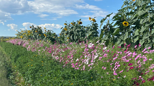 Flower - Cosmos Psyche – MASA Seed Foundation