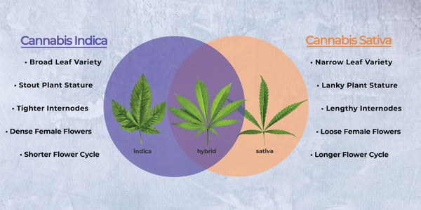 Sativa, indica and hybrid