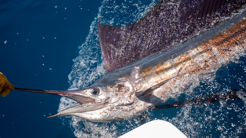Sailfish being caught on side of boat