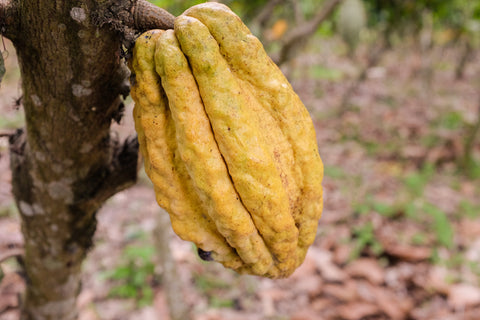 Origin Trip Ecuador 2017 Cocoa Pod