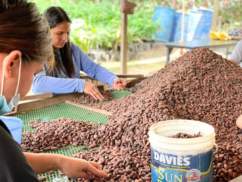 Sorting Cocoa Beans