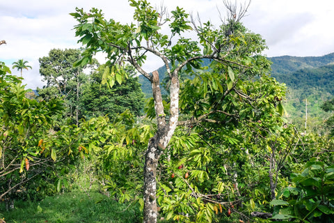 Origin Trip Zamora 2017 Primary Rainforest