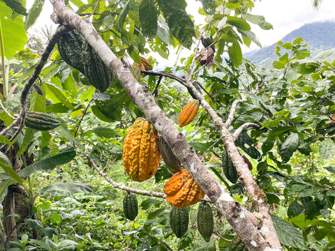 Askinosie Chocolate | Zamora, Amazonia Cocoa Pods