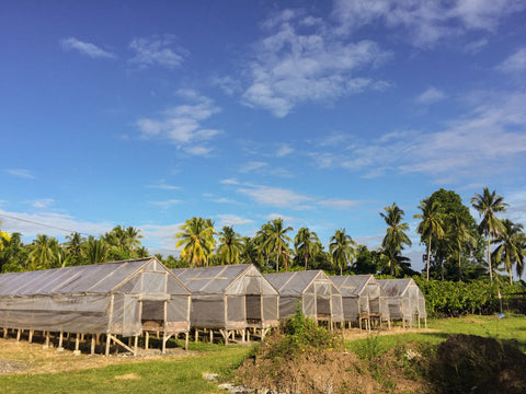 Origin Trip Davao 2015 Cocoa Bean Raised Drying Beds