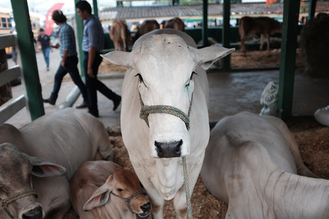 Origin Trip Honduras 2015 Cattle Fair