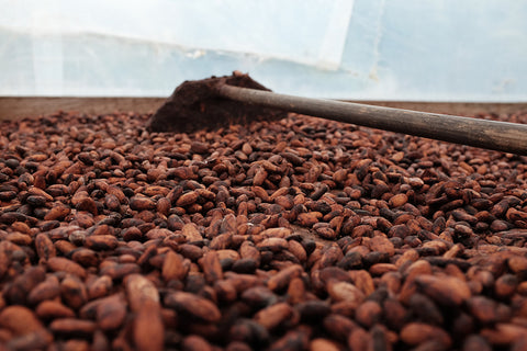 Origin Trip Honduras Cocoa Beans