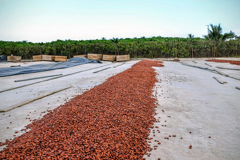 Origin Trip Ecuador 2015 Drying Bed