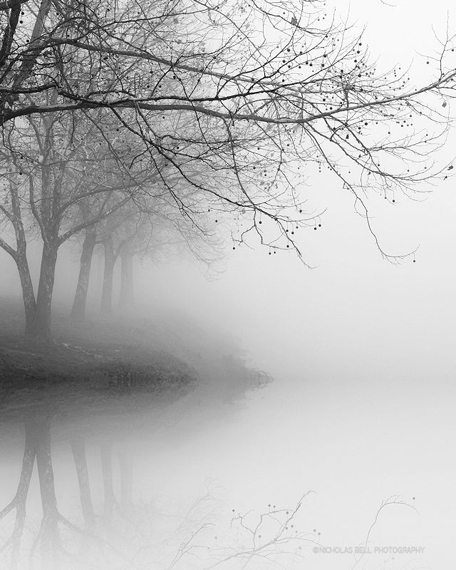 Winter Tree, Admiral Park - black and white photography print – Nicholas  Bell Photography