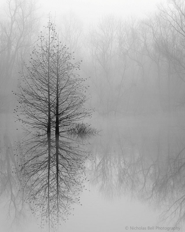 Winter Trees in Fog - black and white landscape photography print