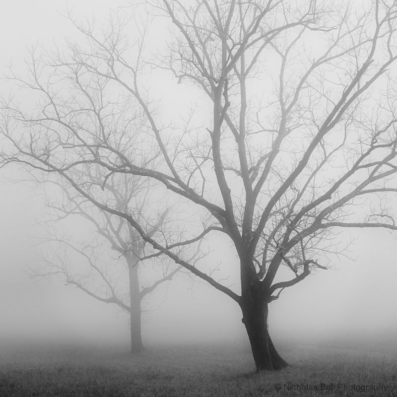 black and white tree prints