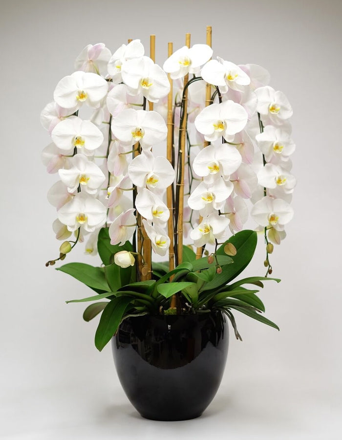 Regalo de orquídeas de lujo - Ordene en línea - Envíe a Dubai - The Perfect  Gift Dubai®