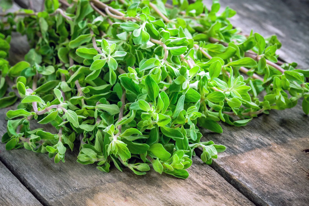 marjoram herb fragrant sweet plant hydroponics