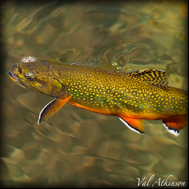 Freshwater Rivers. Eggs of Brown trout, Brook trout, River trout