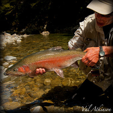 What is a Rainbow Trout — Leland Fly Fishing