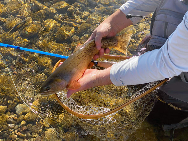 Cutthroat Trout on the Moonlit 5wt Lunar Fiberglass Rod