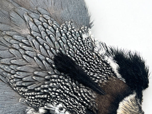 Ruffed Grouse Skin - Fly Tying Feathers