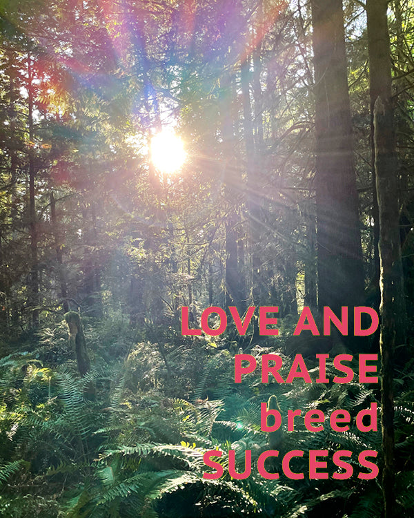 love and praise breed success with sunlight through the forest trees by Catherine Grisez