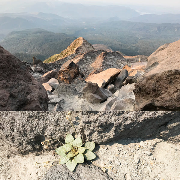 Mt St Helens dusty rocky terrain with single thriving plant inspiring CG Jewelry collection called Resilient