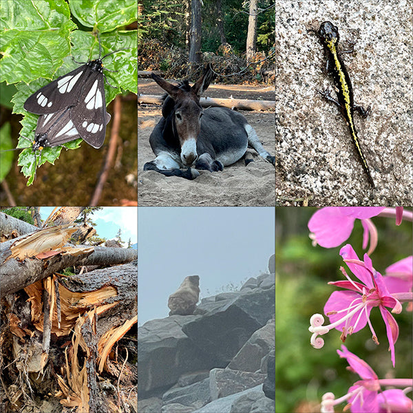 mating butterflies, pet donkey, gecko, avalanche destruction, marmot in fog, pink fireweed wildflower, all things seen on backpacking onthe PCT 