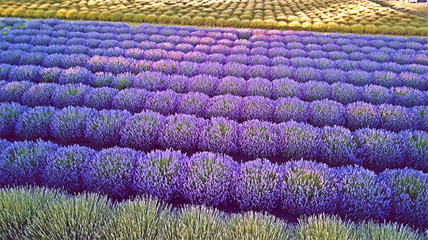 purple lavender fields at BB Family Farm in Sequim Washington