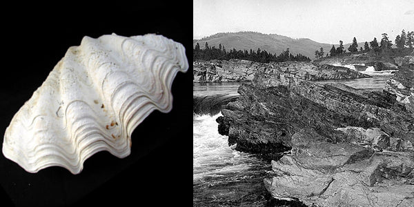 jewelry inspiration - giant clamshell and kettel falls WA used to influence necklace design