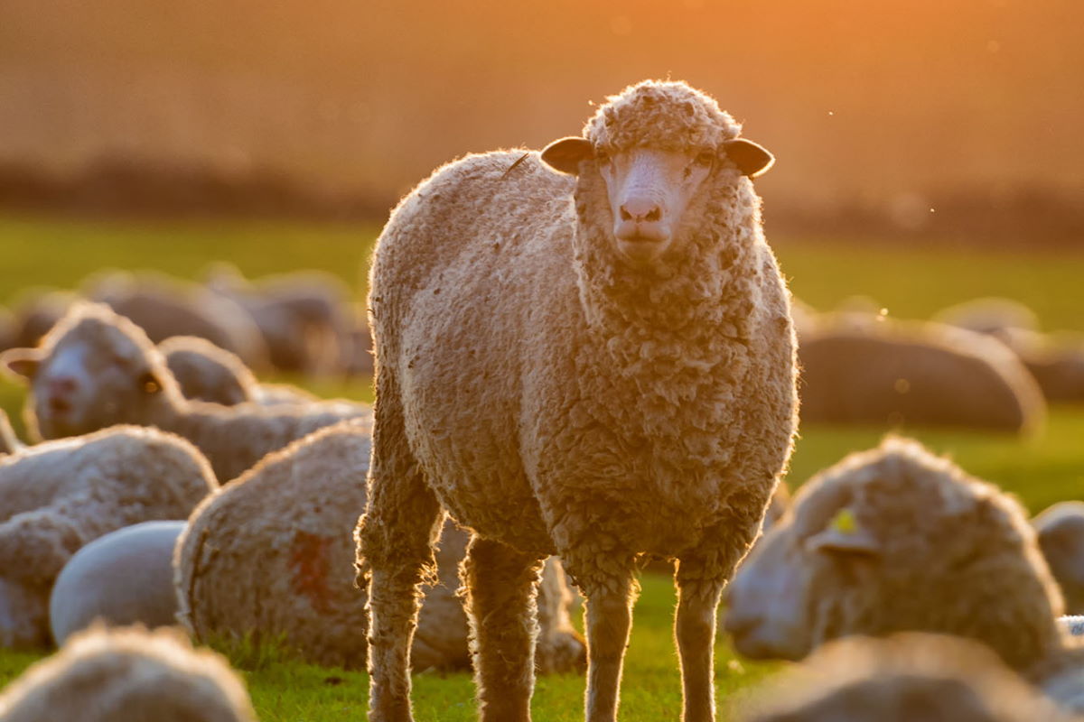 Wol van merinoschapen - perfect voor sokken