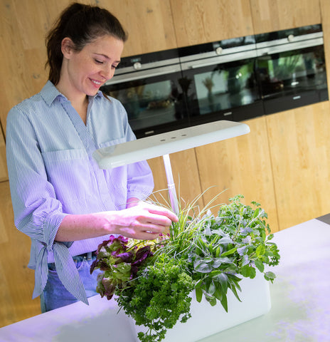 Potager coloré pour les autoconsommateurs - coffret de reproduction de  graines bio pour tous les jardiniers*