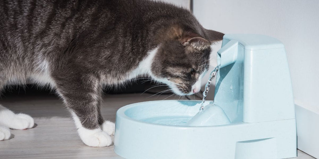 Cleaning a Cat Water Fountain