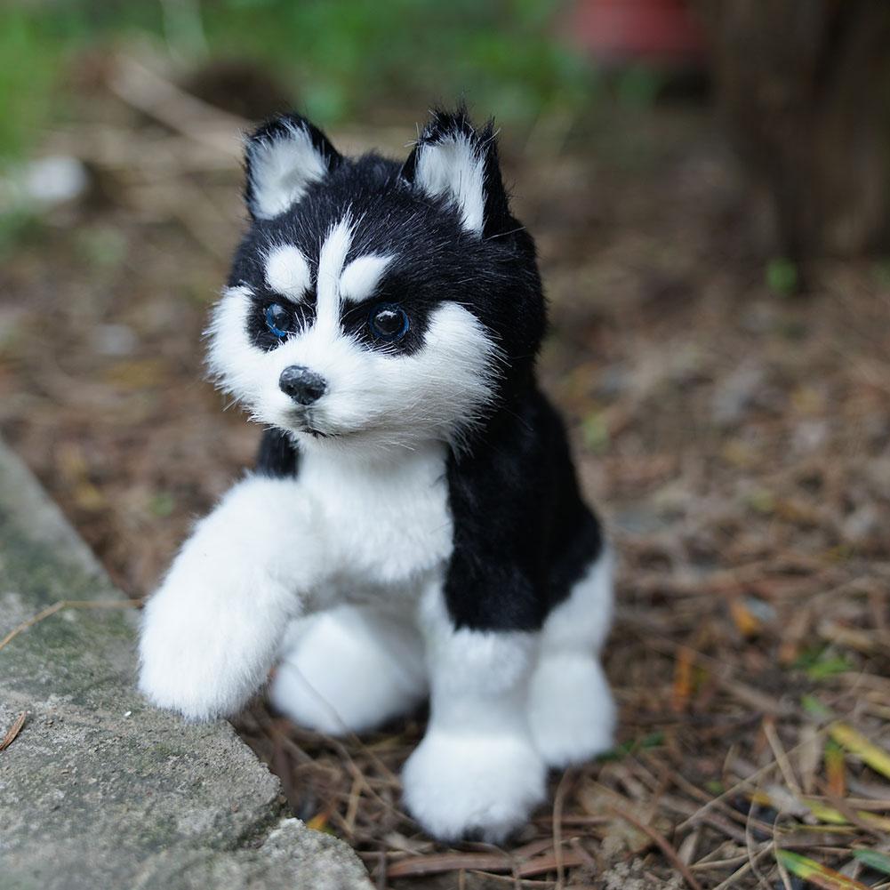 white siberian dog