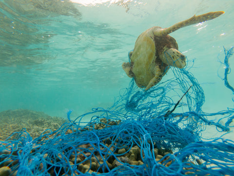 turtle entangled in discarded fishing net