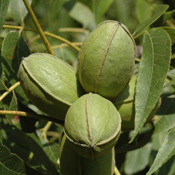 pecans sprouted