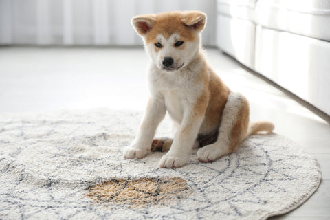 How to Clean a Wool Rug from Dog Urine