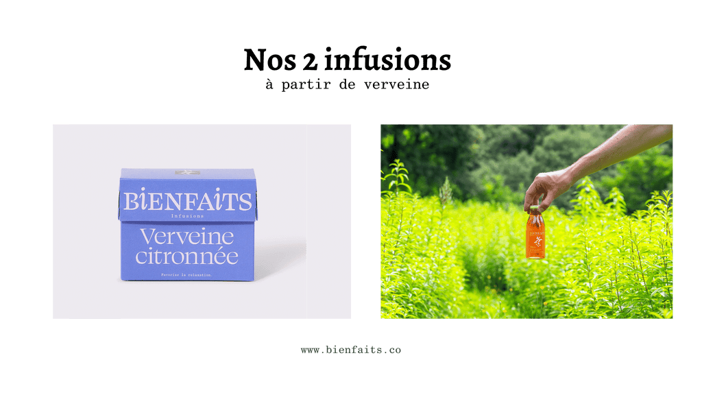 Verveine citronnée Bienfaits infusions