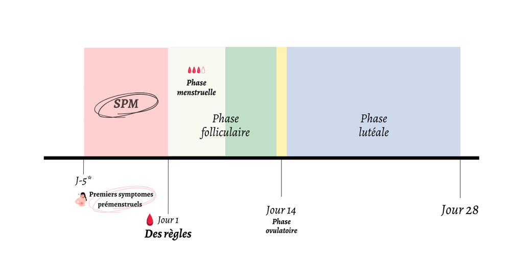 Le cycle menstruel