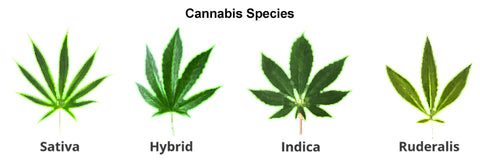 cannabis hemp indica sativa ruderalis hybrid