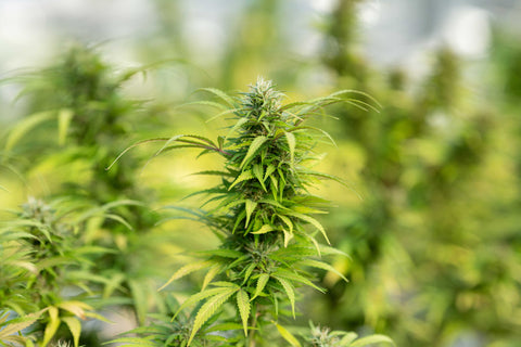 cannabis hemp crop field