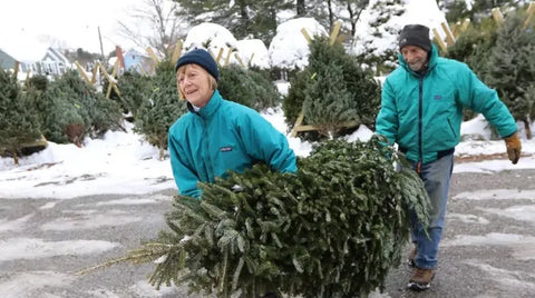 Verte Mode, Compost your Christmas tree