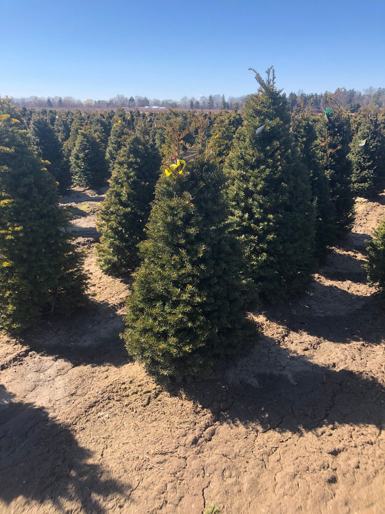 Degroot's Spire Cedar