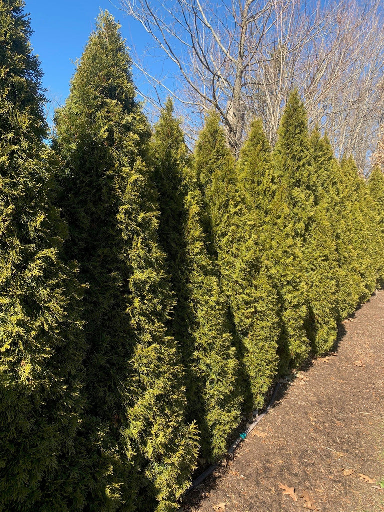 Degroot's Spire Cedar